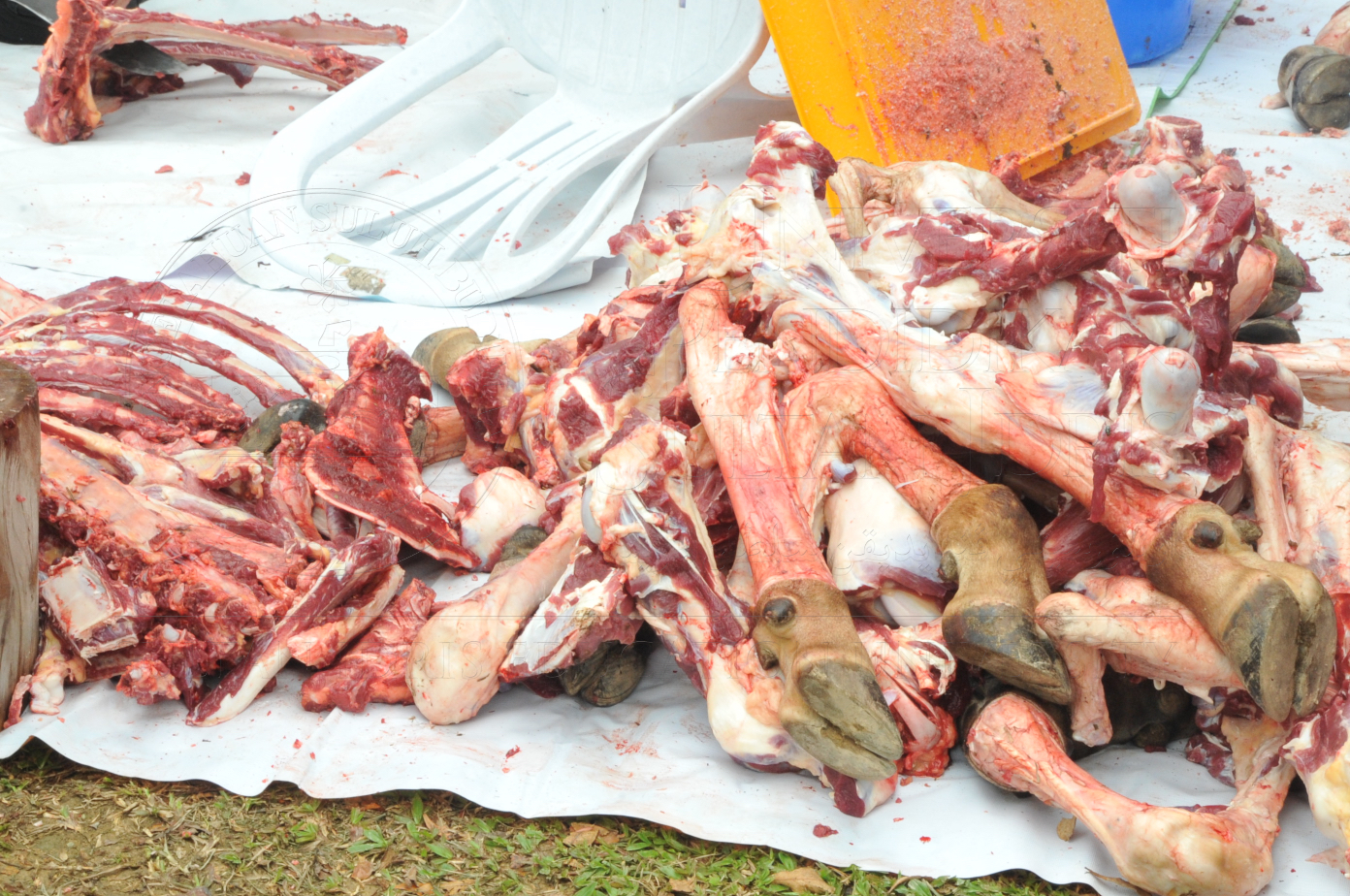 PRO15 150 KORBAN HAS 6983